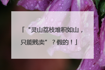 “灵山荔枝堆积如山，只能贱卖”？假的！