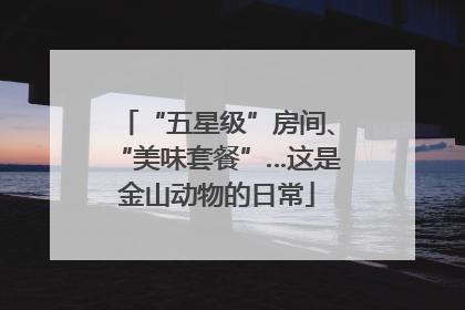 “五星级”房间、“美味套餐”…这是金山动物的日常
