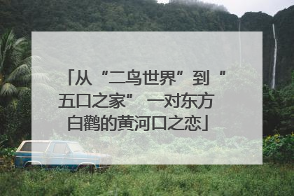 从“二鸟世界”到“五口之家” 一对东方白鹳的黄河口之恋