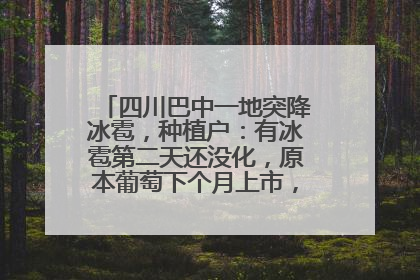 四川巴中一地突降冰雹，种植户：有冰雹第二天还没化，原本葡萄下个月上市，现在全被打落