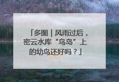 多图｜风雨过后，密云水库“鸟岛”上的幼鸟还好吗？