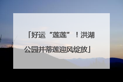 好运“莲莲”！洪湖公园并蒂莲迎风绽放