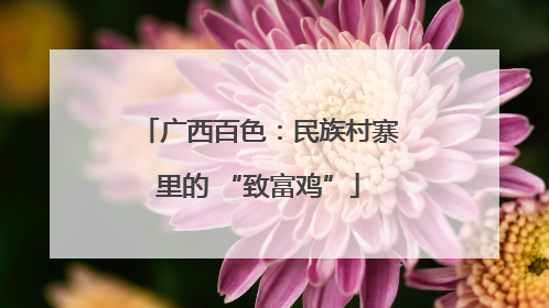 广西百色：民族村寨里的 “致富鸡”