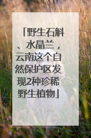 野生石斛、水晶兰，云南这个自然保护区发现2种珍稀野生植物