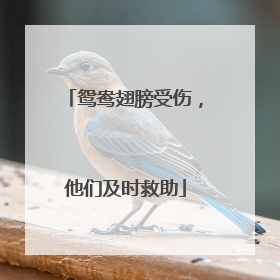 鸳鸯翅膀受伤，他们及时救助